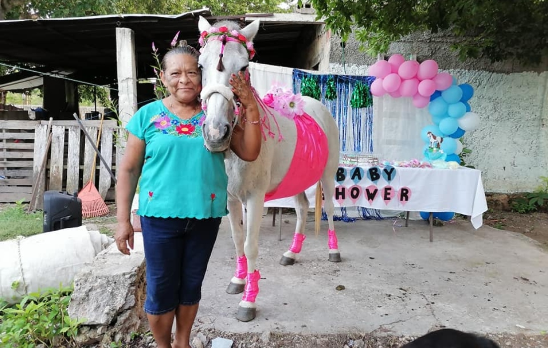 Viral: Celebran baby shower a yegua en Yucatán