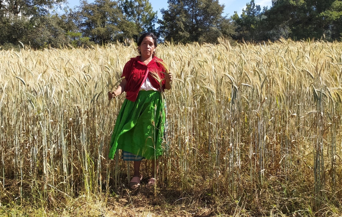 Proponen establecer pensión para las y los trabajadores del campo
