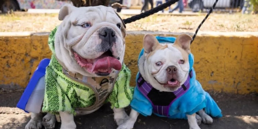 CDMX alista fondo para apoyar a albergues de animales en abandono