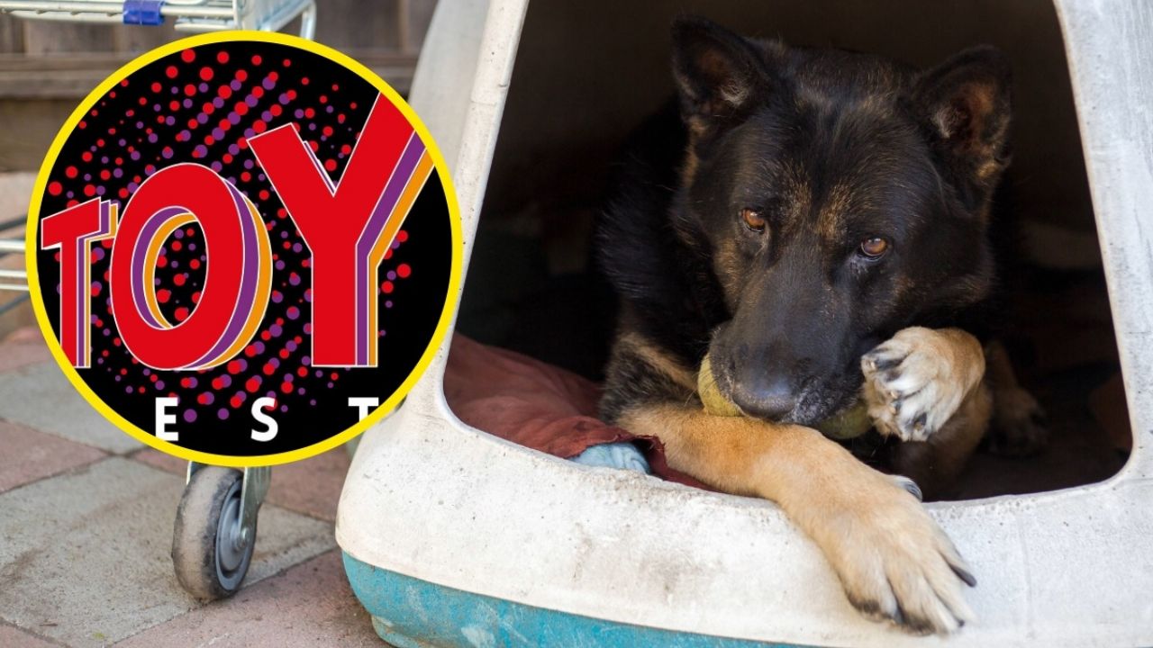 Descubre cómo donar alimento para mascotas te permite acceso a una feria de coleccionismo vintage única y solidaria.