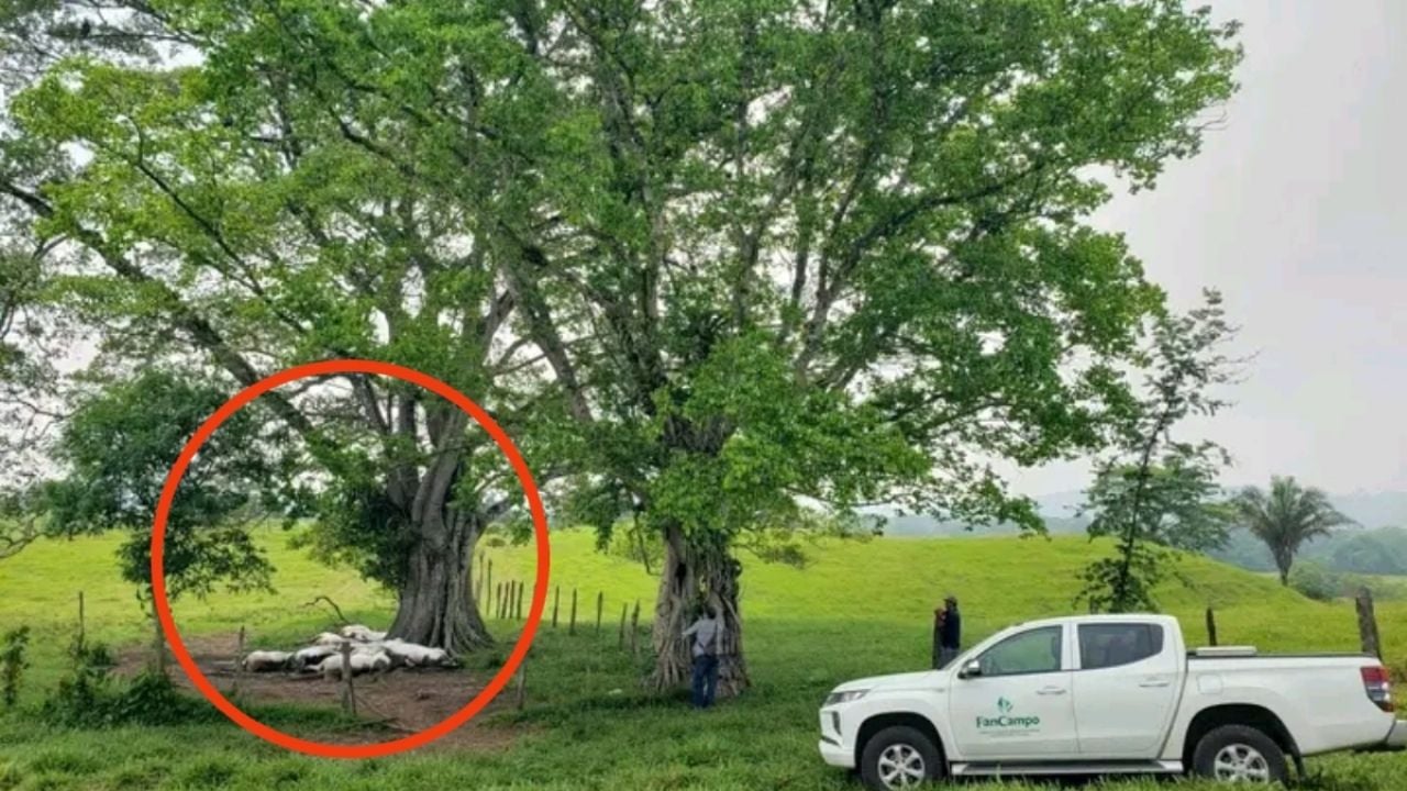 Un fuerte rayo durante una tormenta causa la muerte de 14 vacas, generando conmoción en la comunidad agrícola.