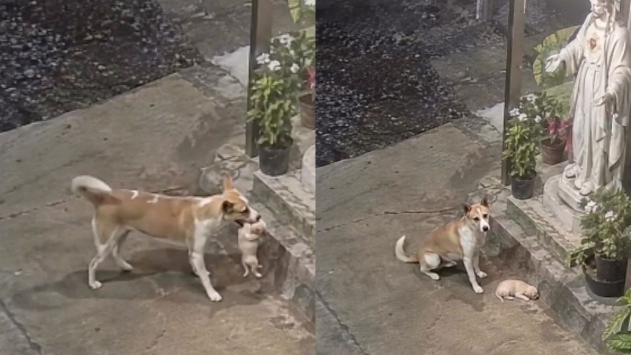 Un conmovedor video muestra la búsqueda de un perrito por un lugar seguro para su cachorro ante la imagen de Jesús.